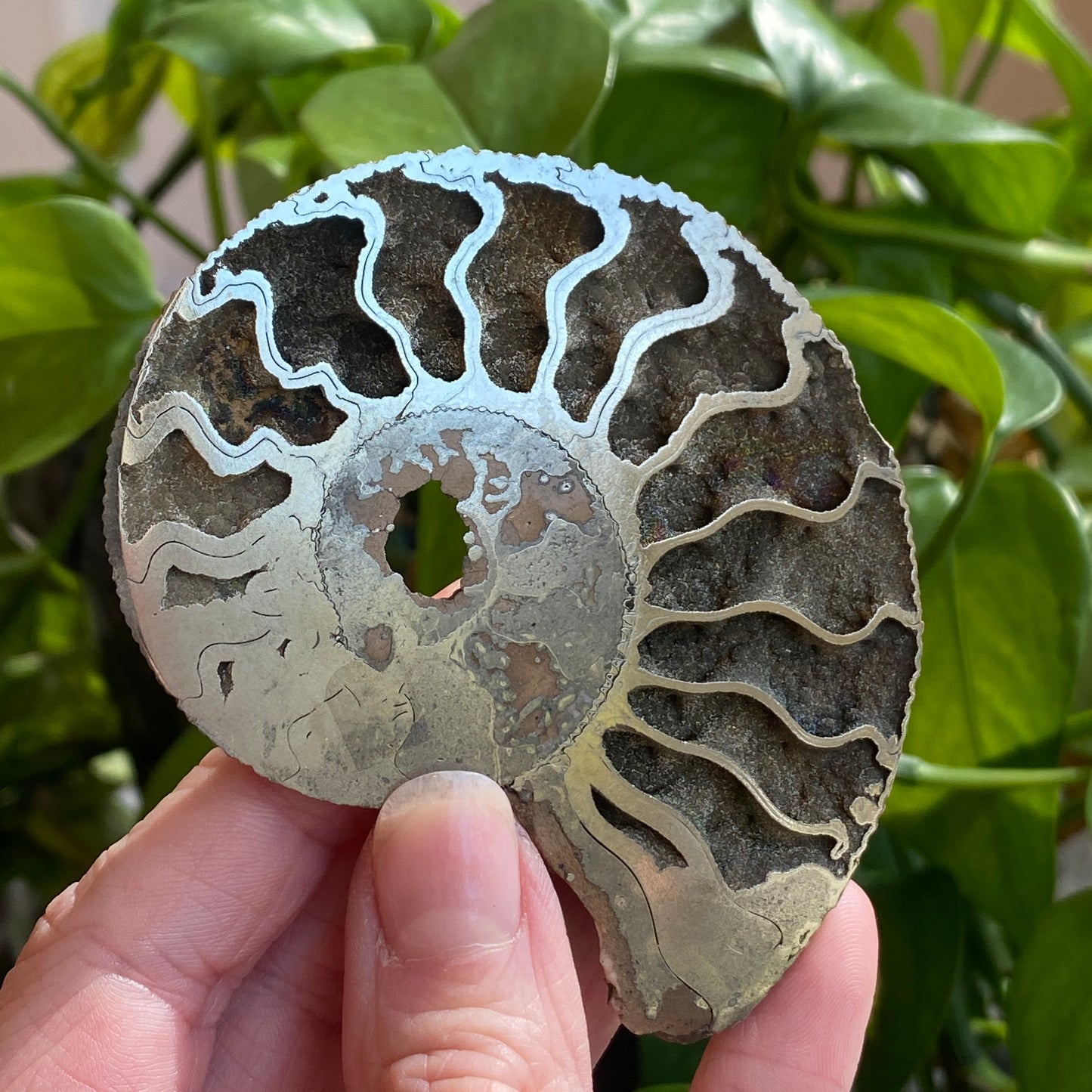 Pyritized Ammonite Fossil, Russia