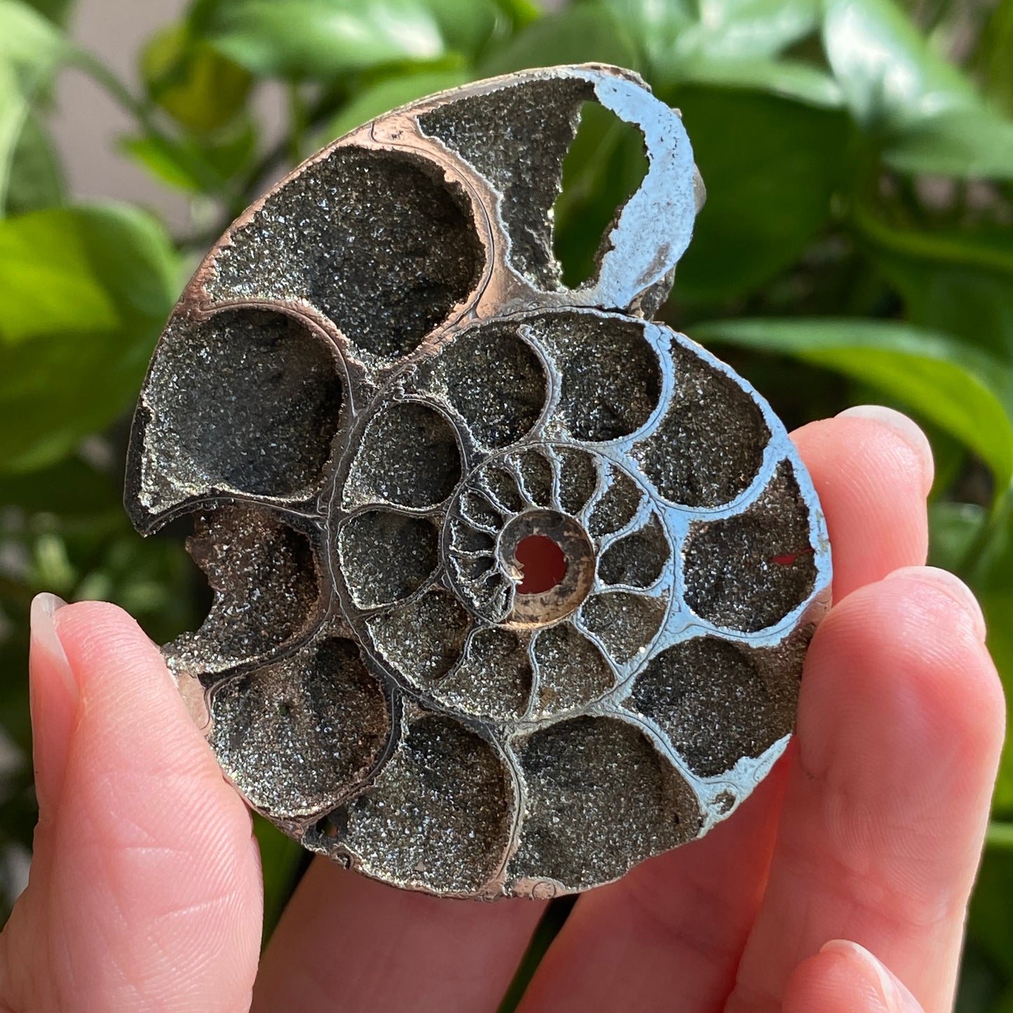 Pyritized Ammonite Fossil, Russia