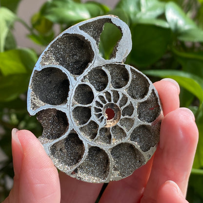 Pyritized Ammonite Fossil, Russia