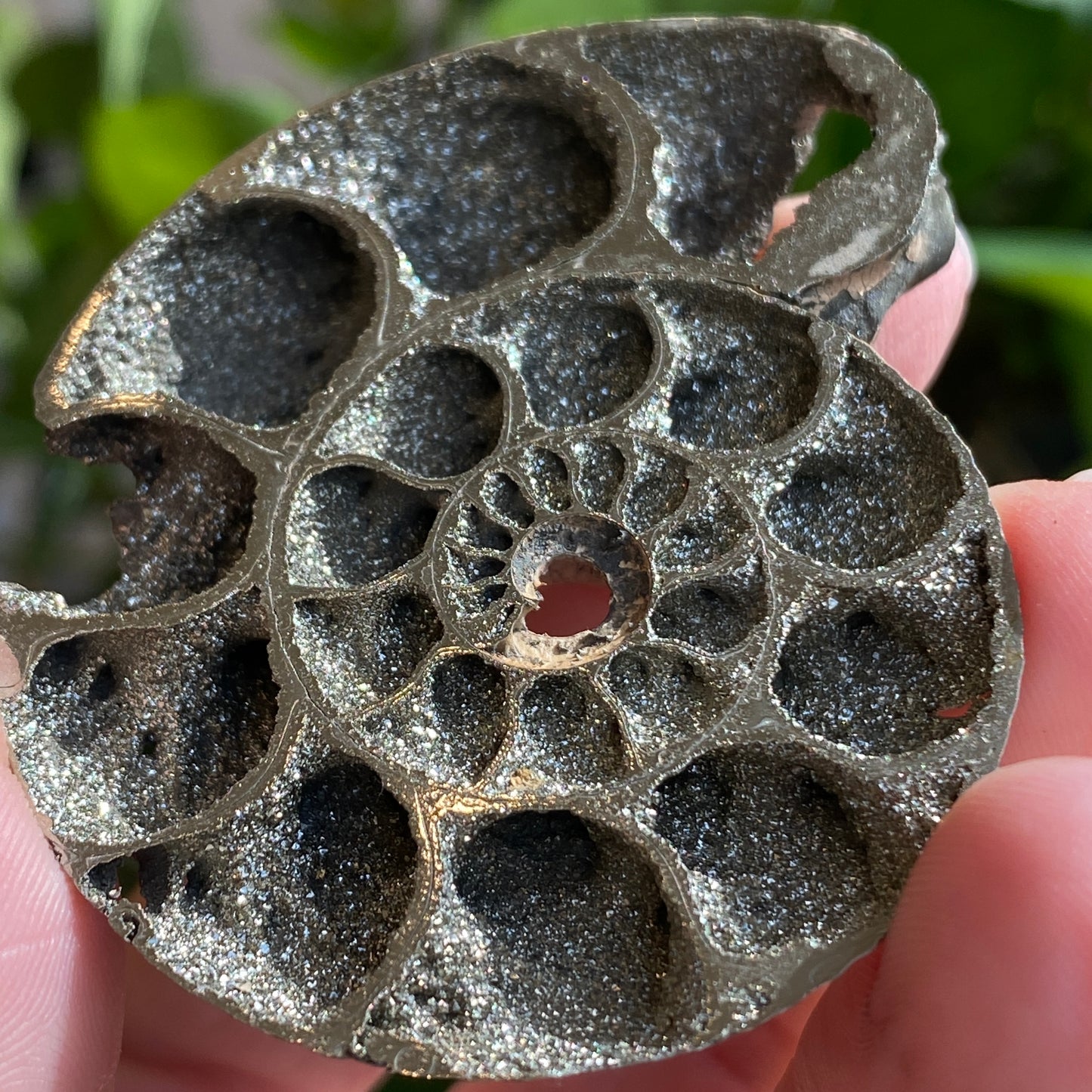 Pyritized Ammonite Fossil, Russia