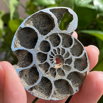 Pyritized Ammonite Fossil, Russia