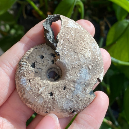 Pyritized Ammonite Fossil, Russia