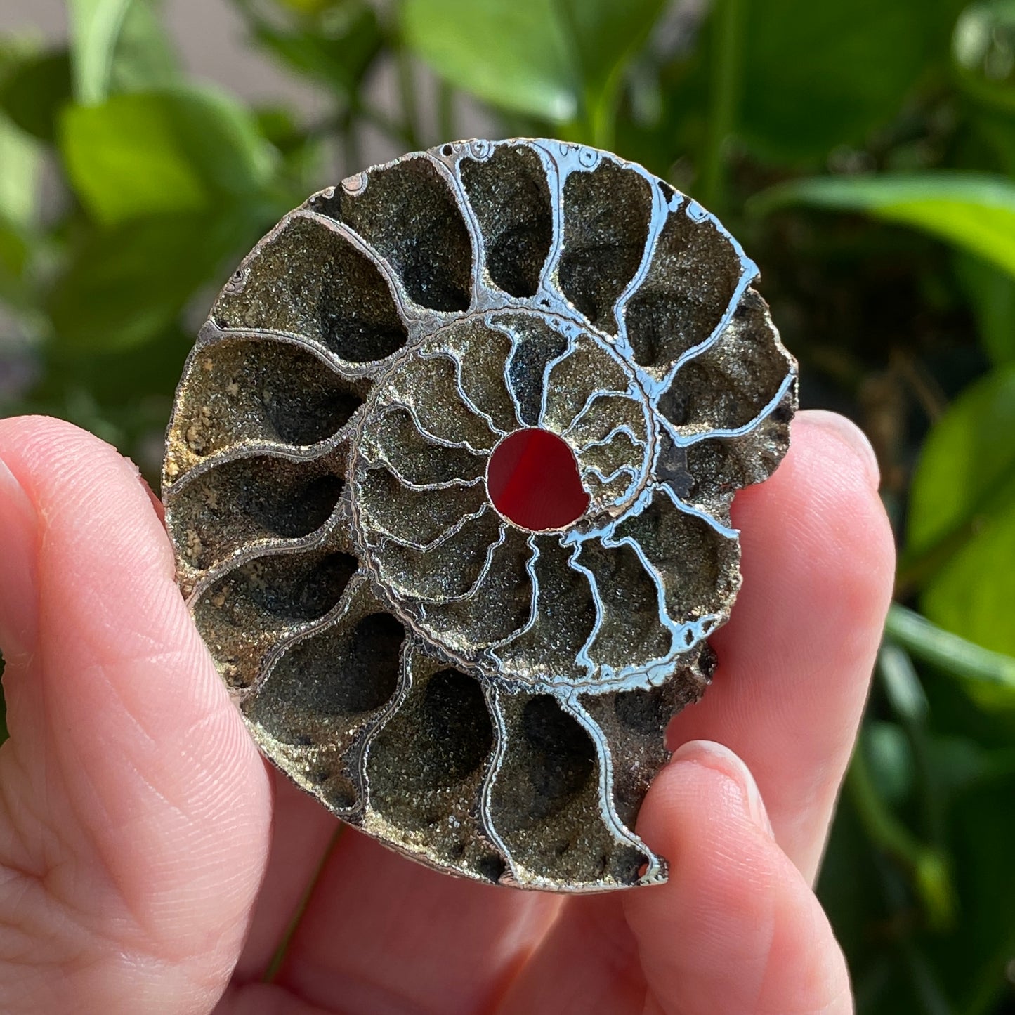 Pyritized Ammonite Fossil, Russia