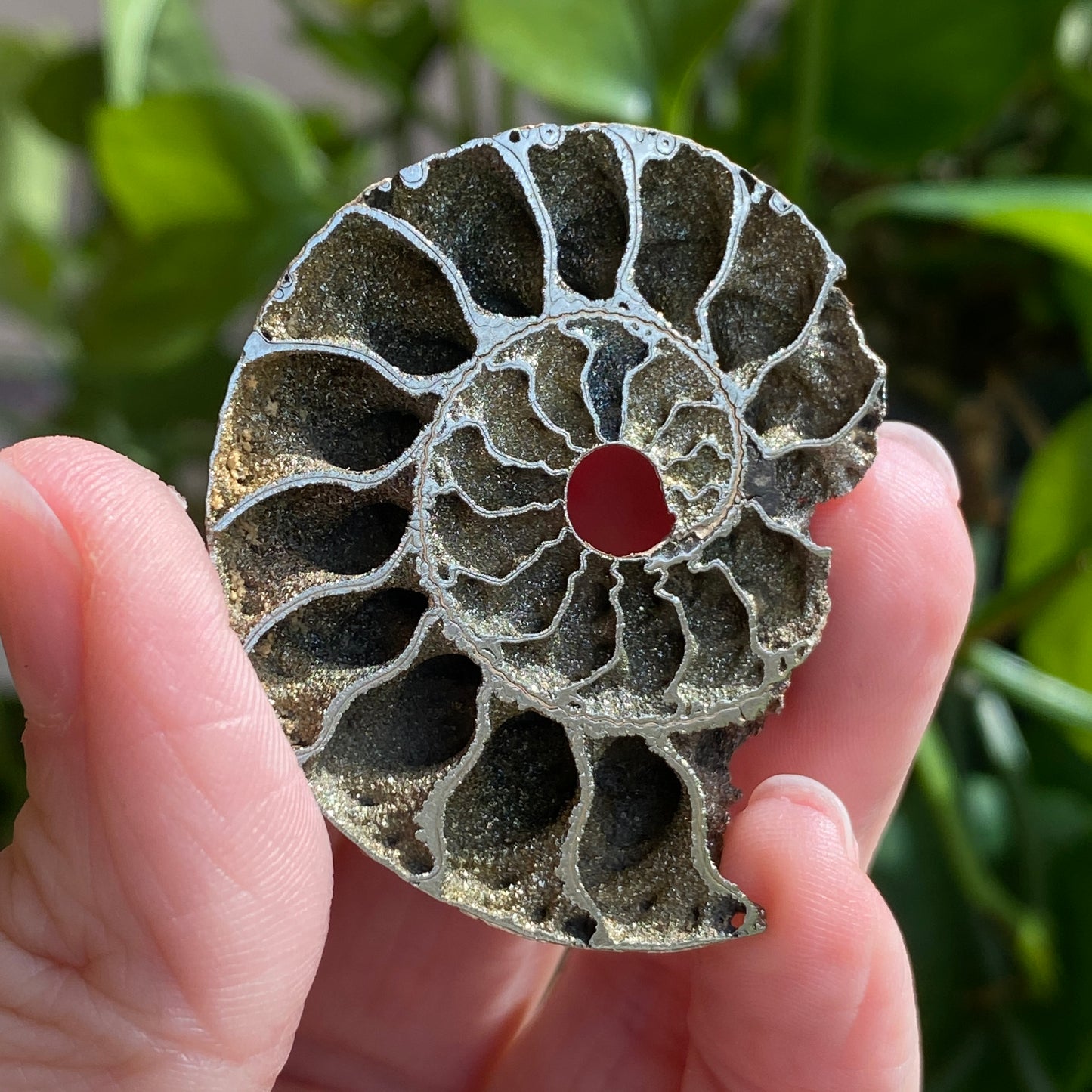 Pyritized Ammonite Fossil, Russia