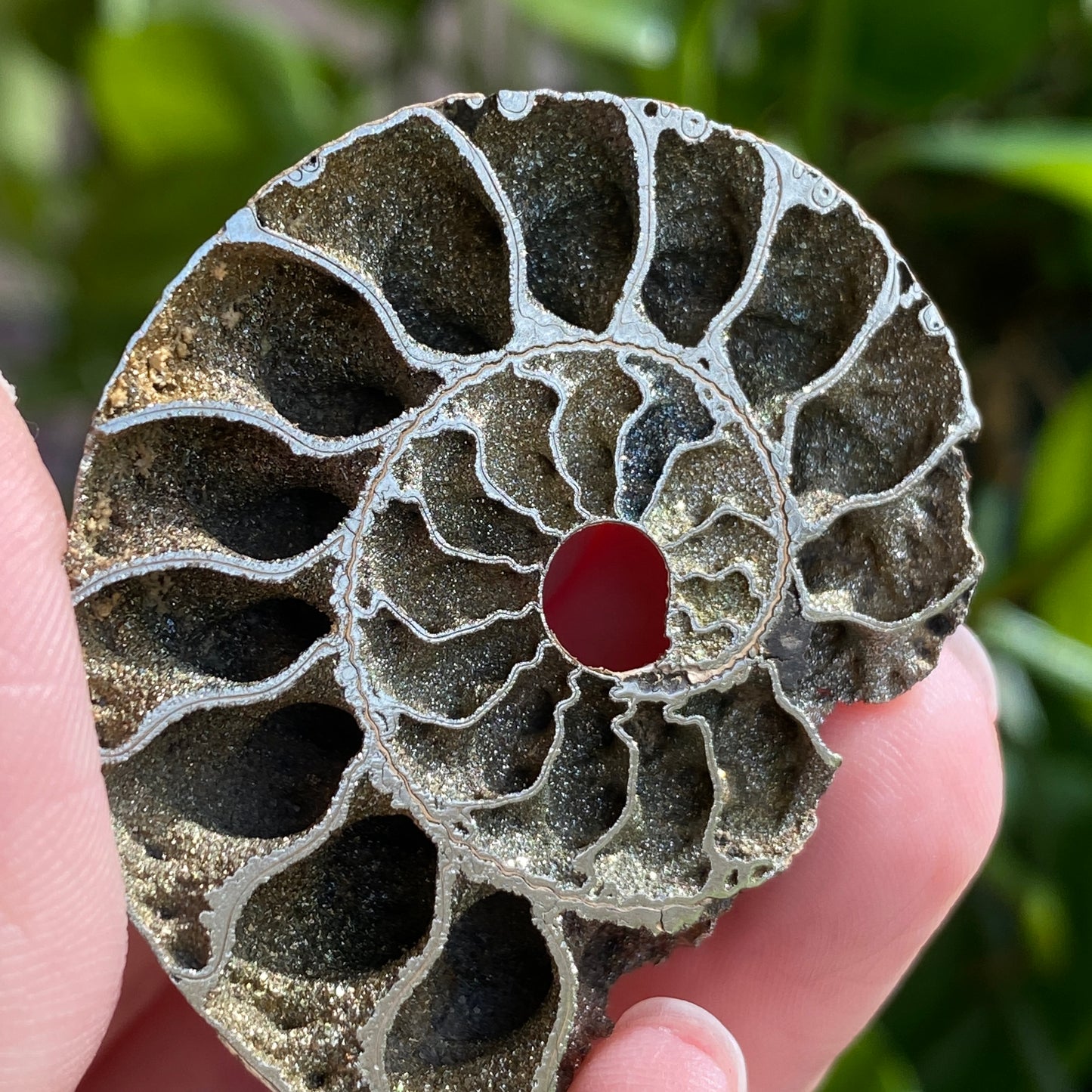 Pyritized Ammonite Fossil, Russia