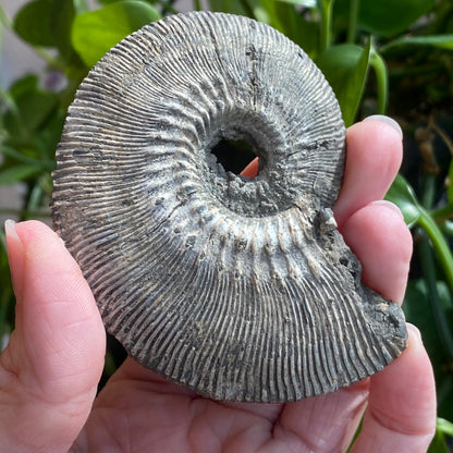 Pyritized Ammonite Fossil, Russia