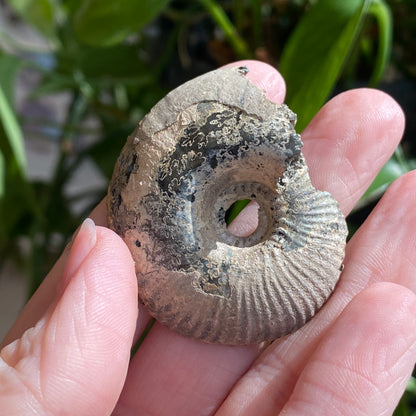 Pyritized Ammonite Fossil, Russia