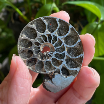 Pyritized Ammonite Fossil, Russia