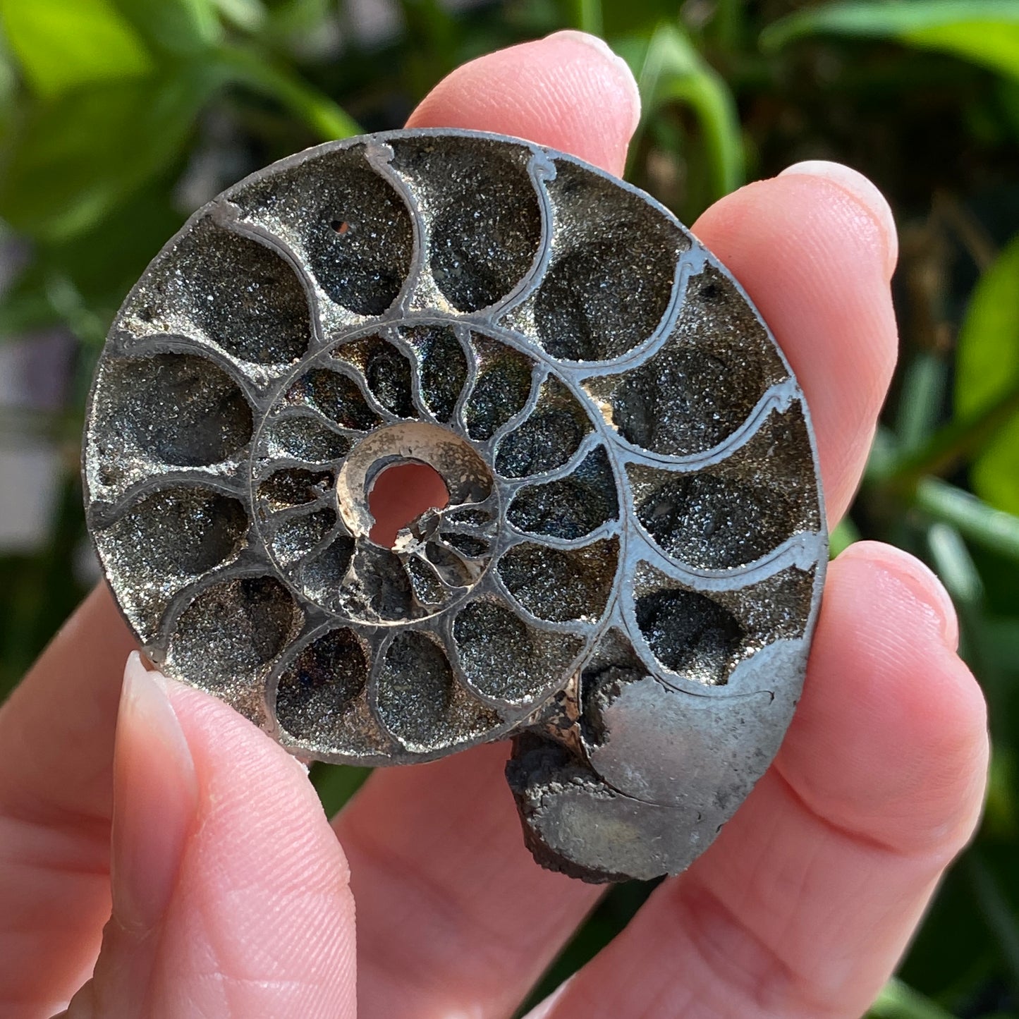 Pyritized Ammonite Fossil, Russia