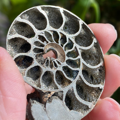 Pyritized Ammonite Fossil, Russia