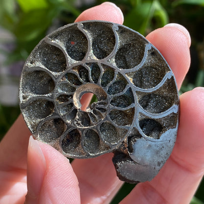 Pyritized Ammonite Fossil, Russia