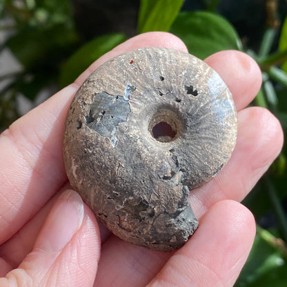 Pyritized Ammonite Fossil, Russia