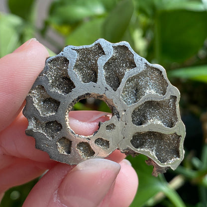 Pyritized Ammonite Fossil, Russia