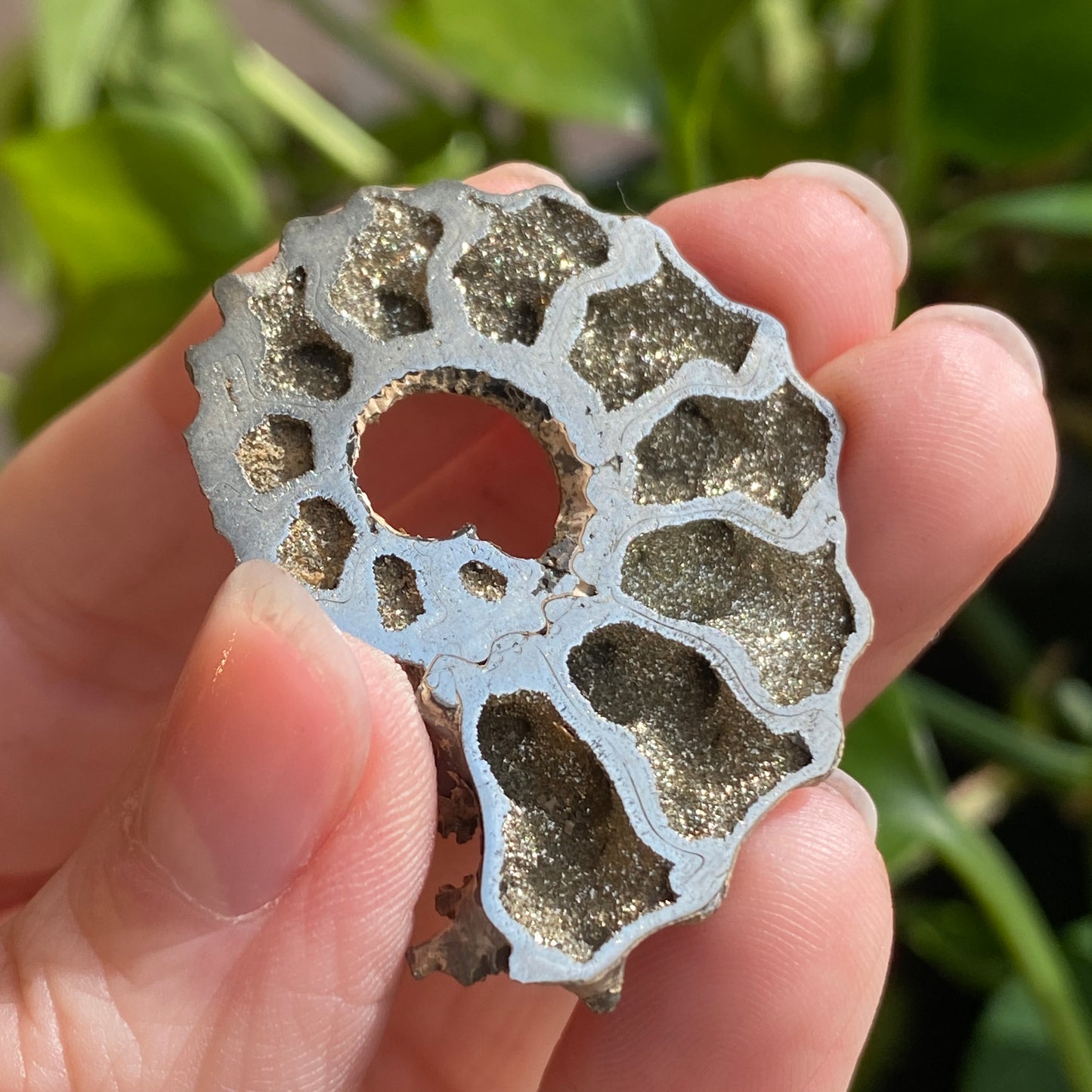 Pyritized Ammonite Fossil, Russia