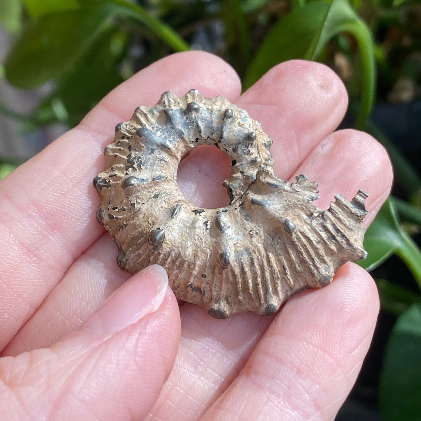 Pyritized Ammonite Fossil, Russia