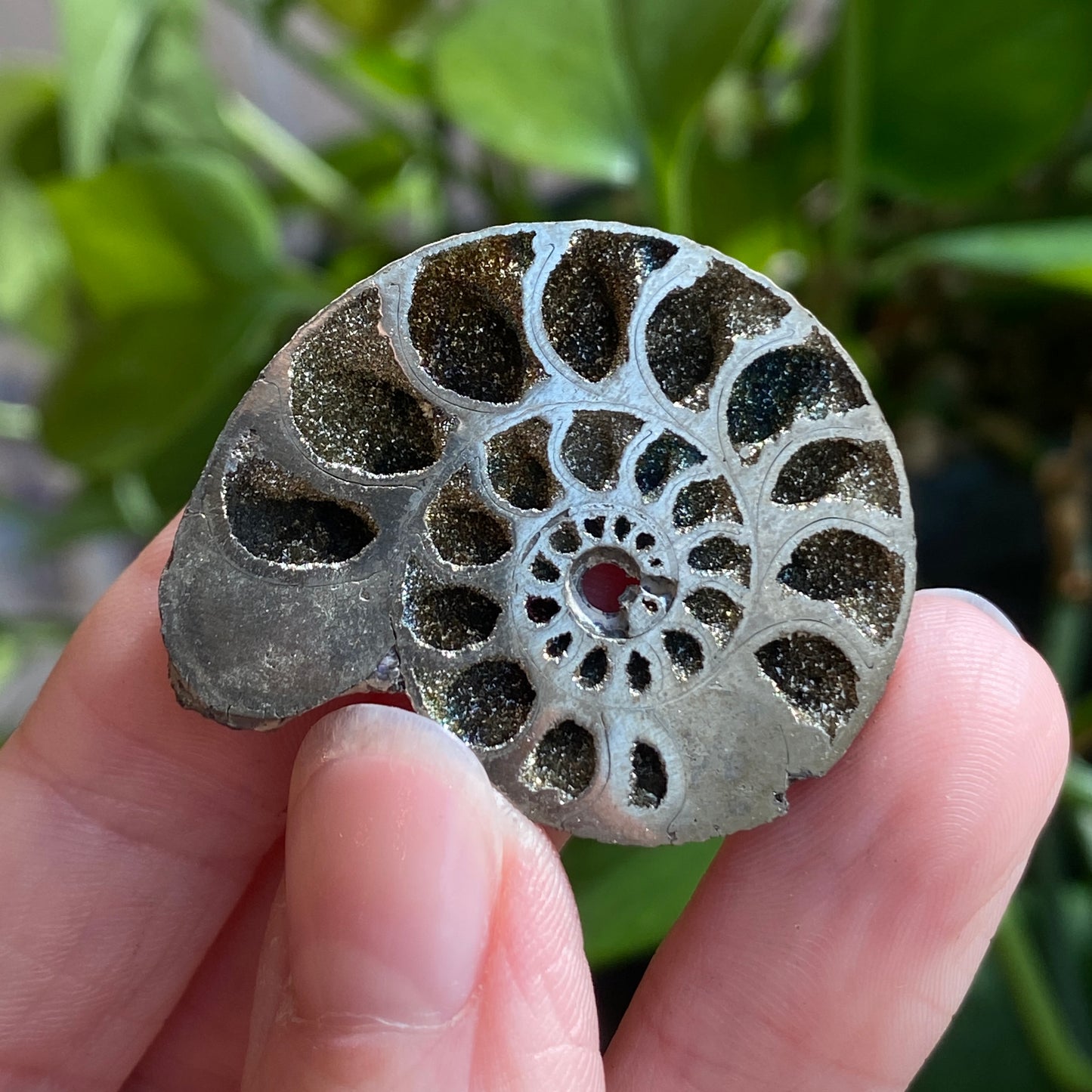 Pyritized Ammonite Fossil, Russia