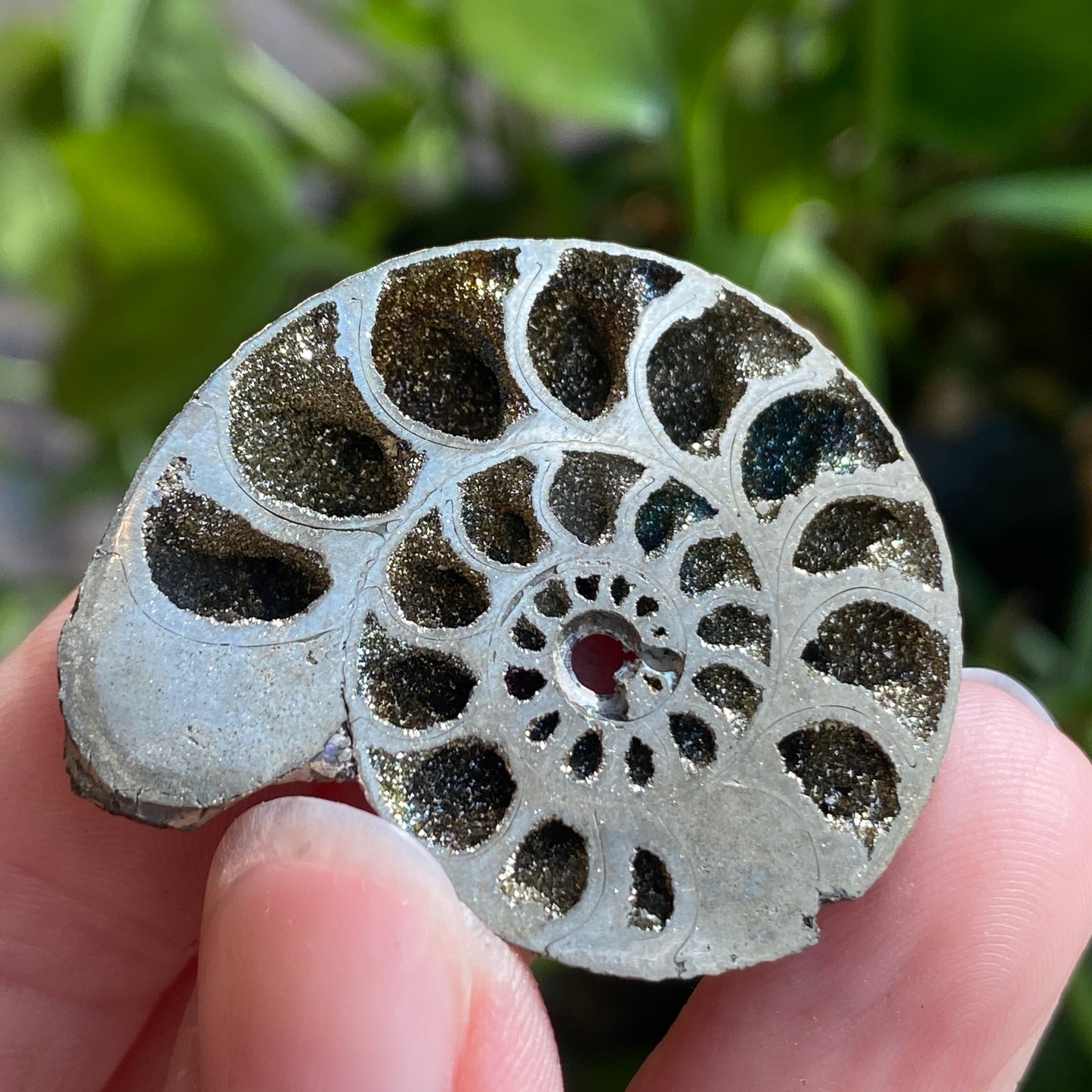 Pyritized Ammonite Fossil, Russia