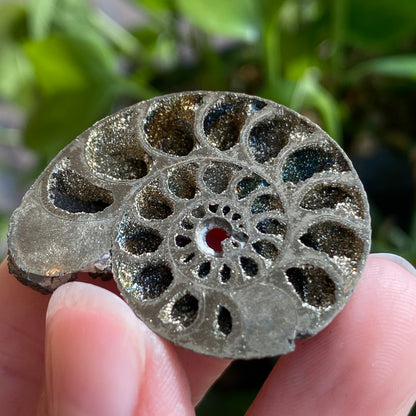 Pyritized Ammonite Fossil, Russia