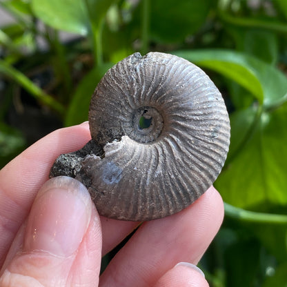 Pyritized Ammonite Fossil, Russia