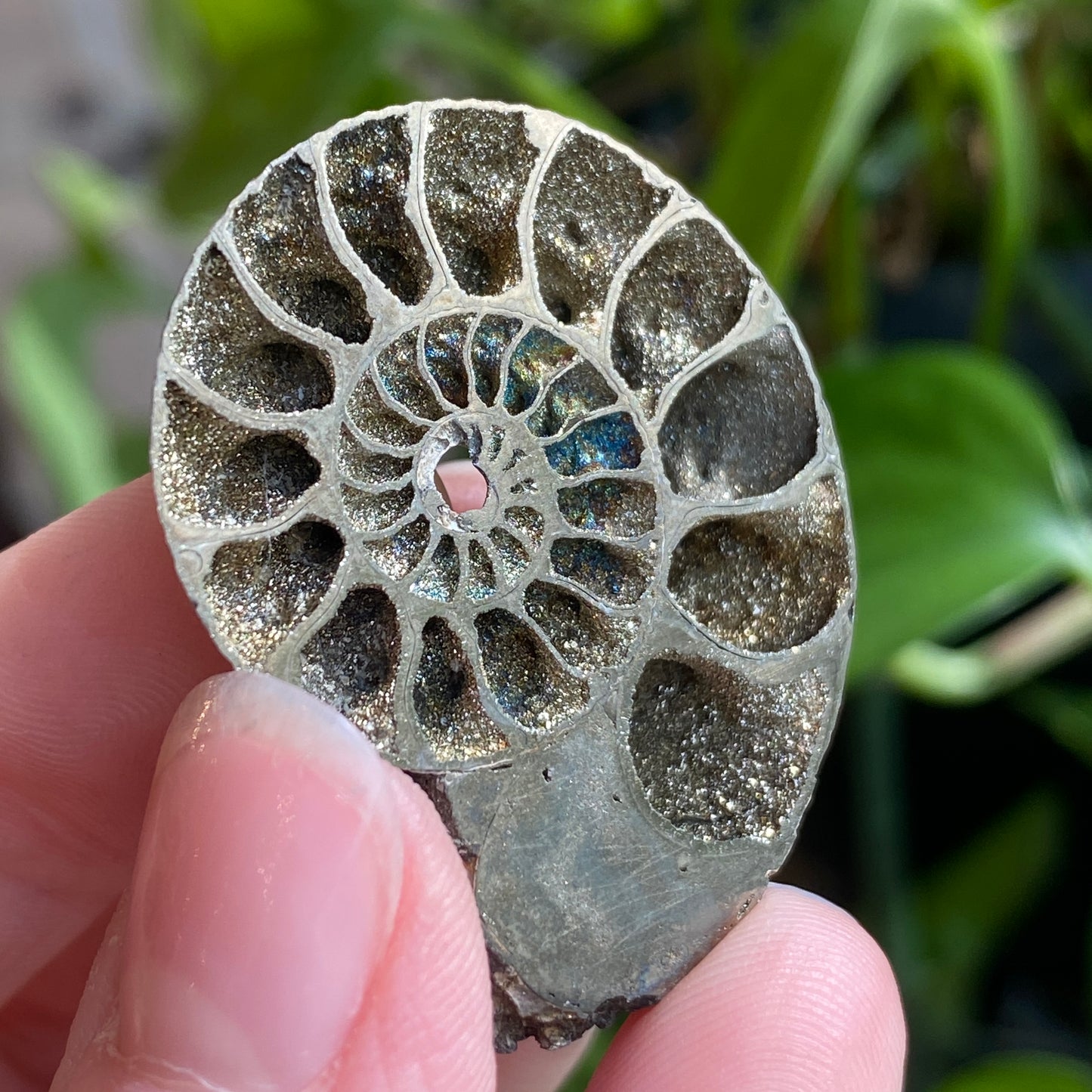 Pyritized Ammonite Fossil, Russia