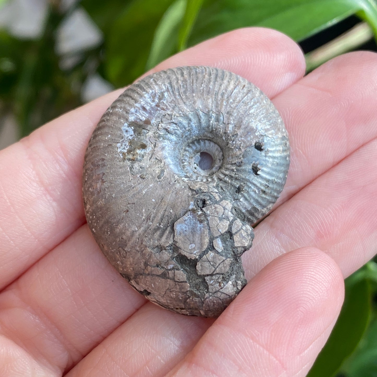 Pyritized Ammonite Fossil, Russia