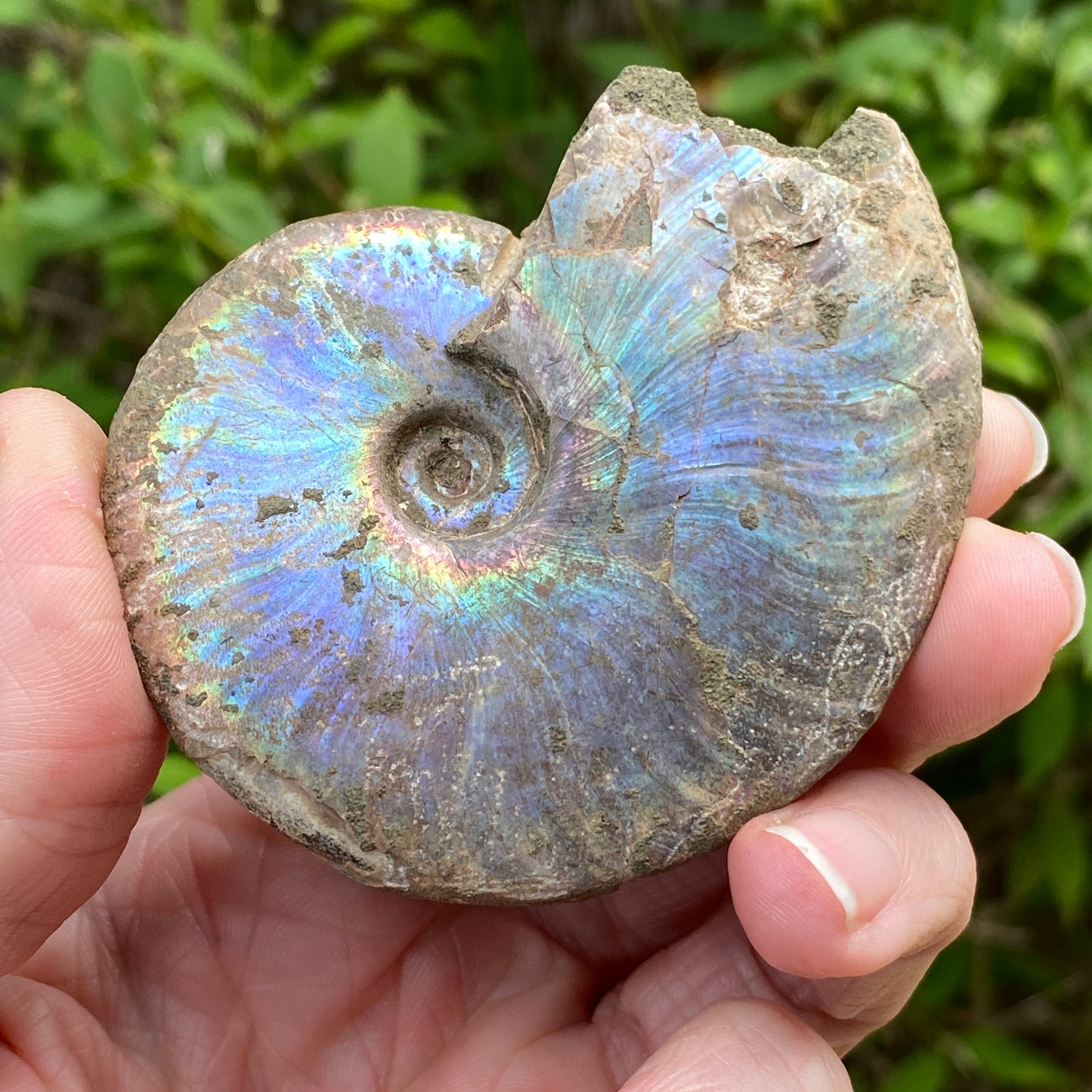 Rainbow Ammonite Fossil