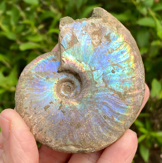 Rainbow Ammonite Fossil
