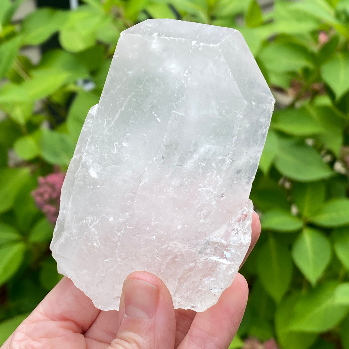 Tabby Quartz