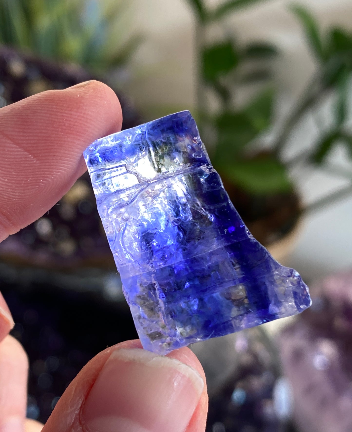 Tucson Live Sale February 11th 2026