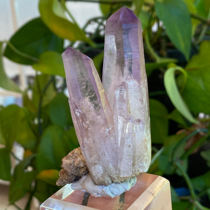 Vera Cruz Amethyst Specimen