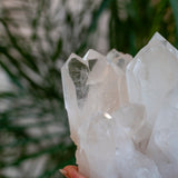 XL Brazilian Quartz Cluster