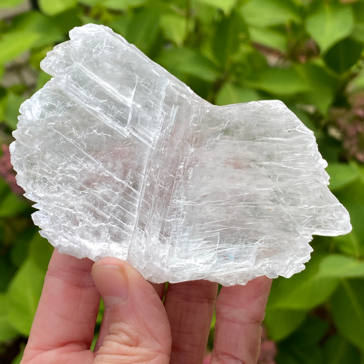 Angel Wing Selenite