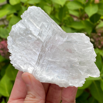 Angel Wing Selenite