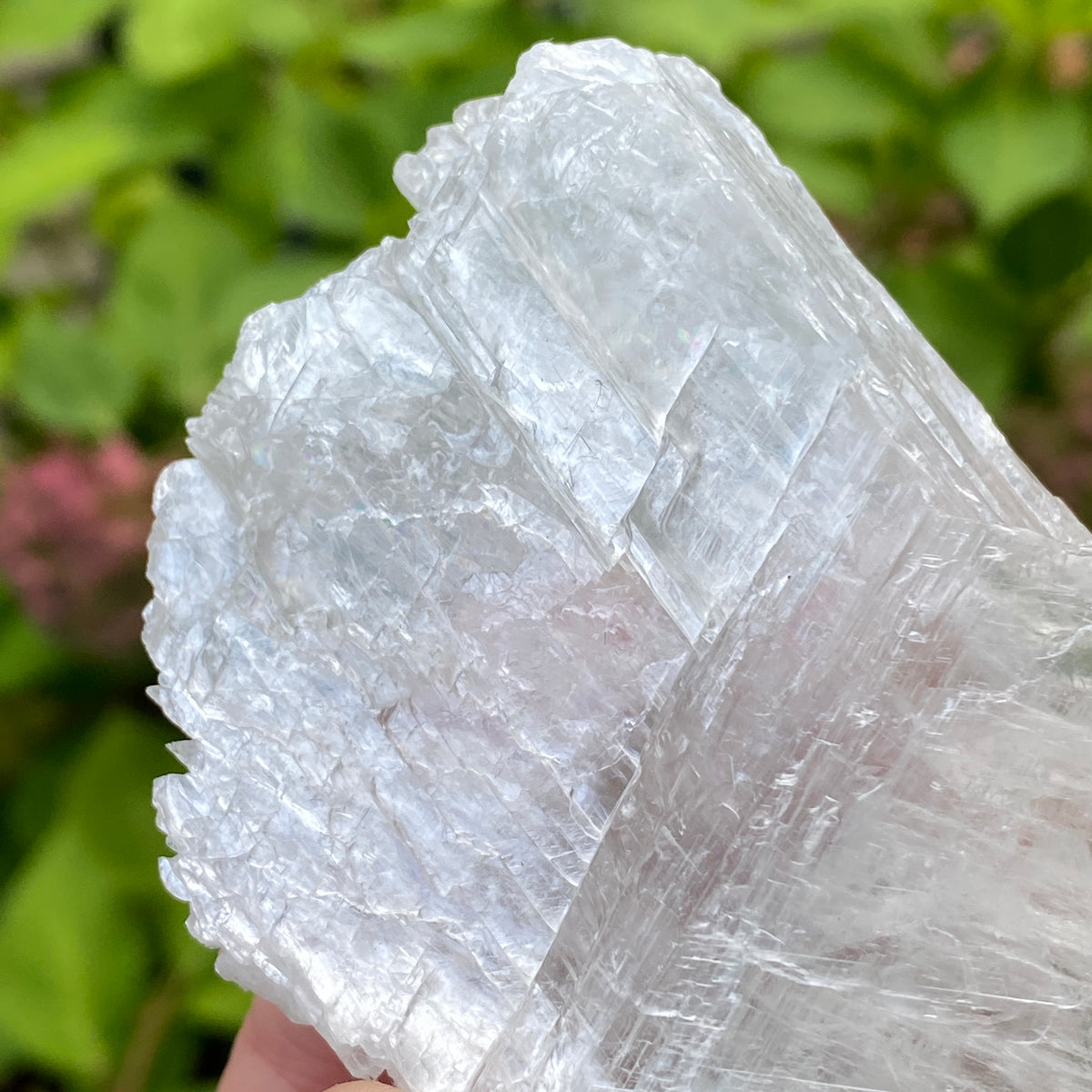 Angel Wing Selenite
