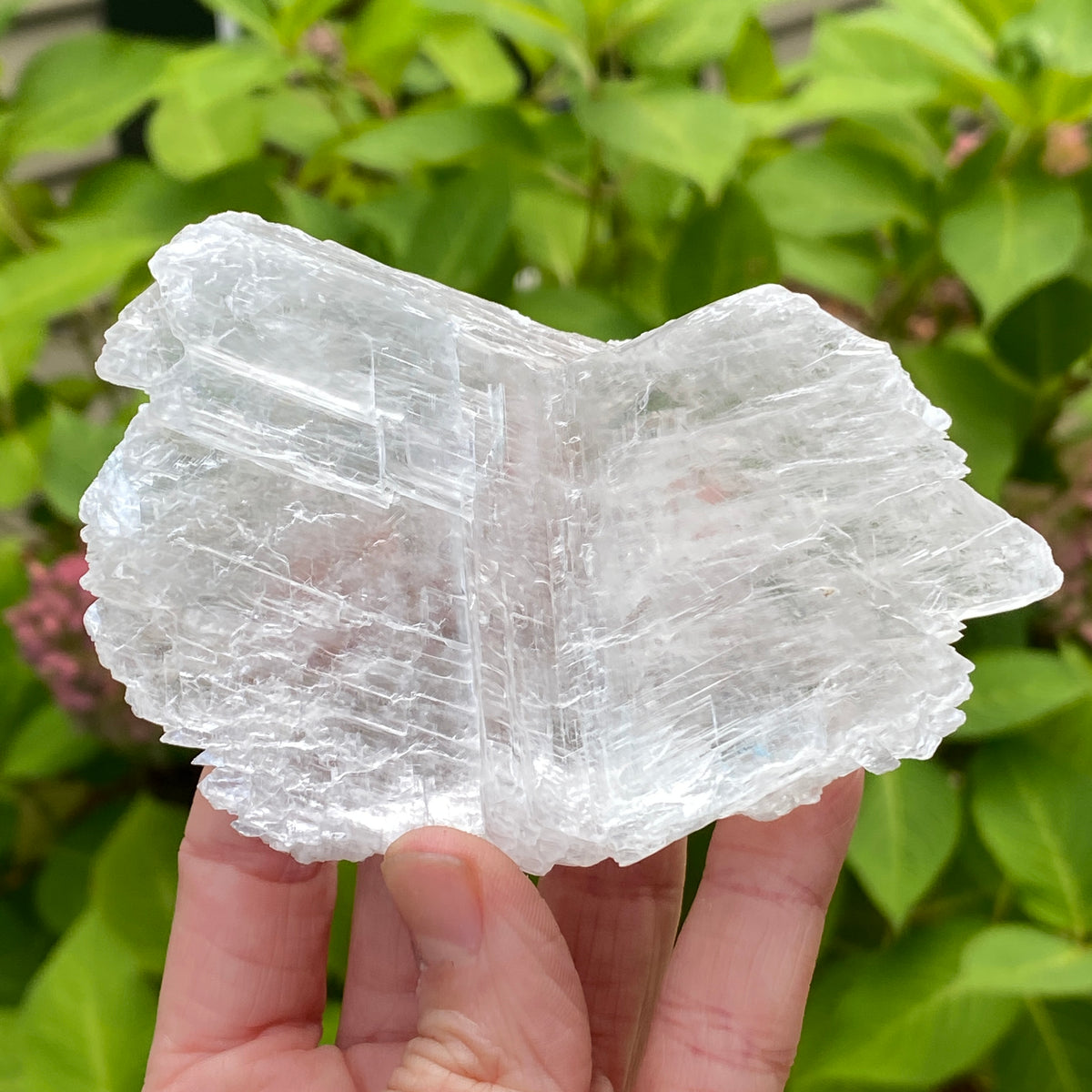 Angel Wing Selenite