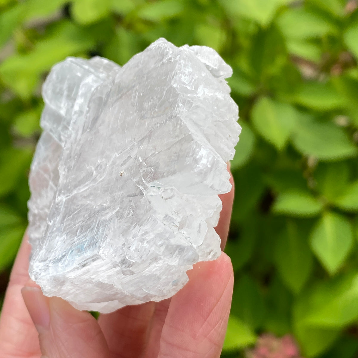 Angel Wing Selenite