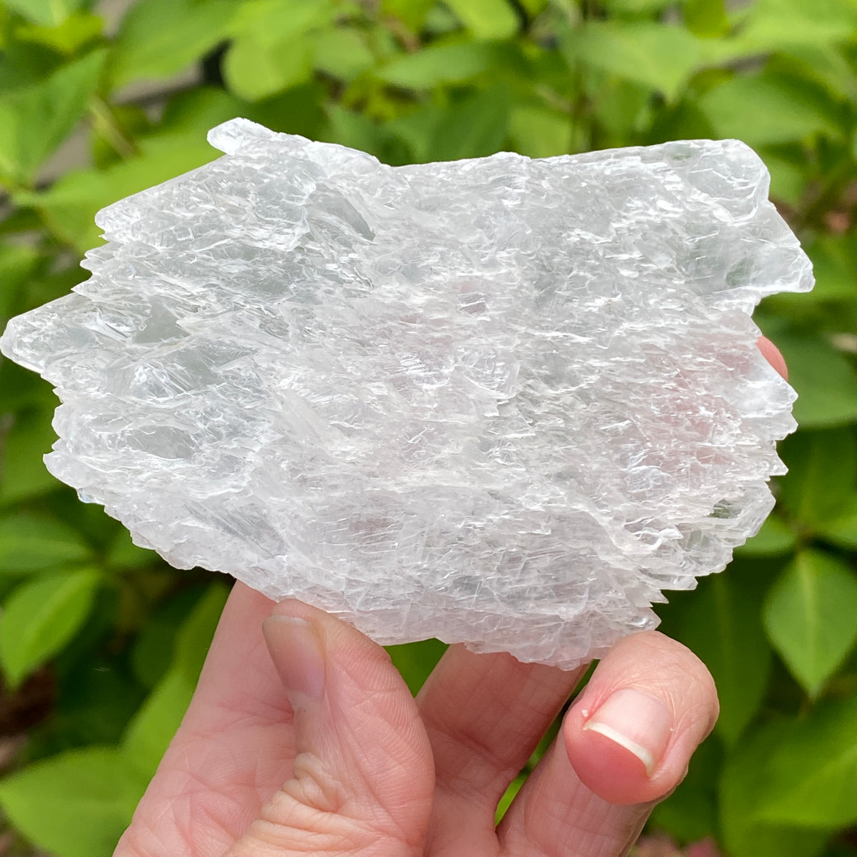 Angel Wing Selenite