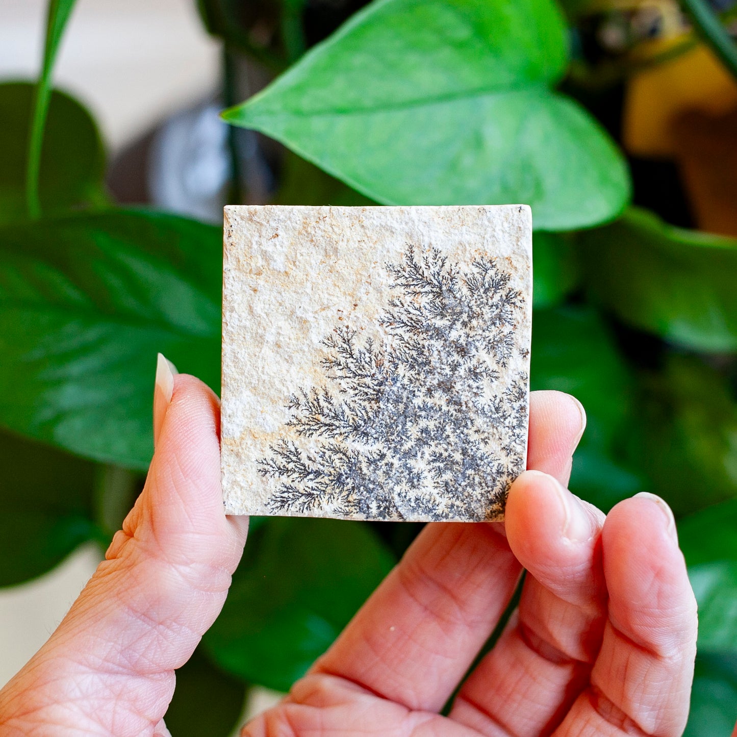 Dendritic Limestone Plate