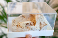 3D Fossilized Crab in Habitat from Southwest Turkey, Rare
