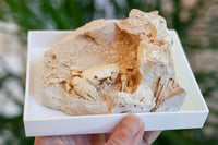 3D Fossilized Crab in Habitat from Southwest Turkey, Rare
