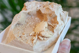 3D Fossilized Crab in Habitat from Southwest Turkey, Rare