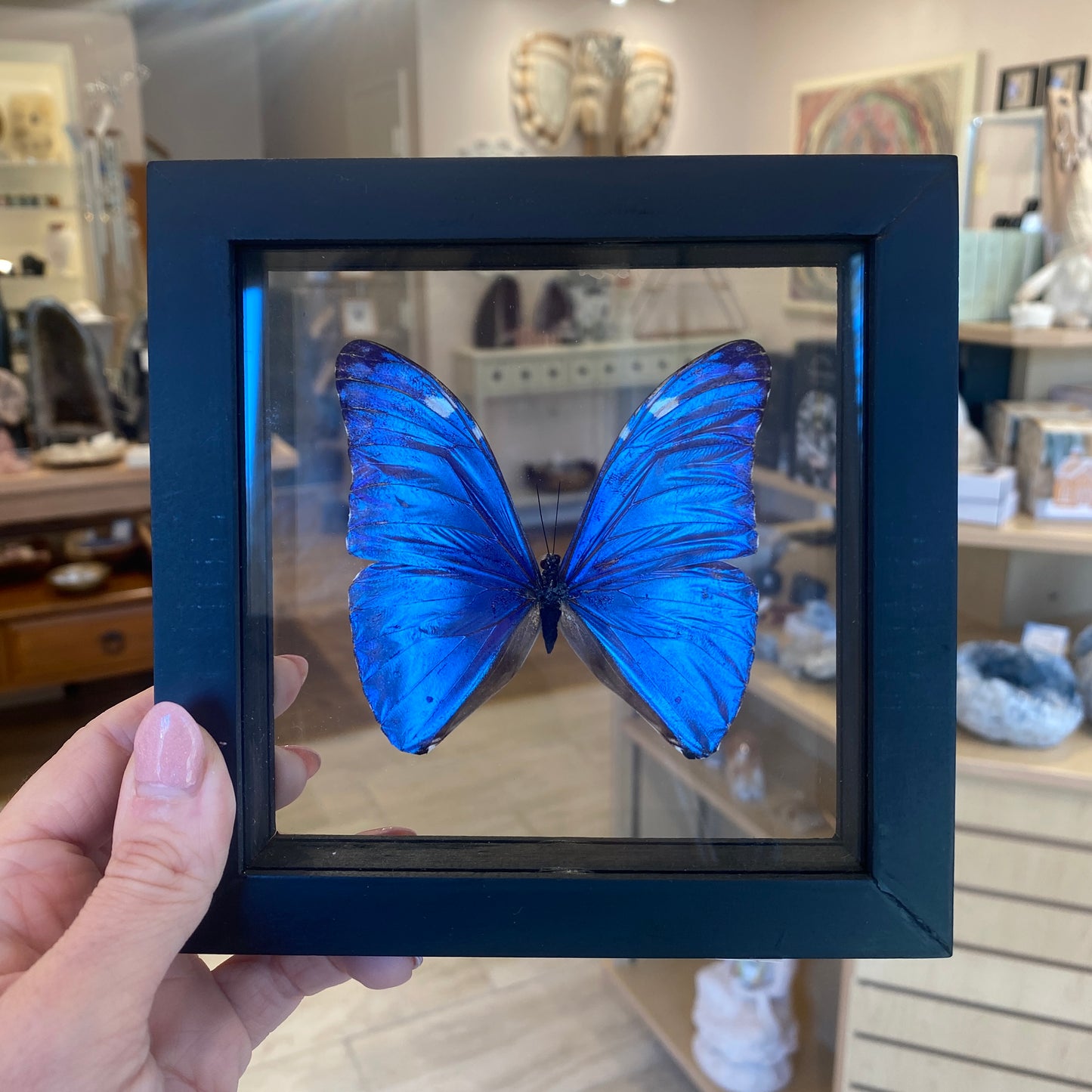 Blue Morpho Butterfly, Framed, Morpho Marcus Adonis