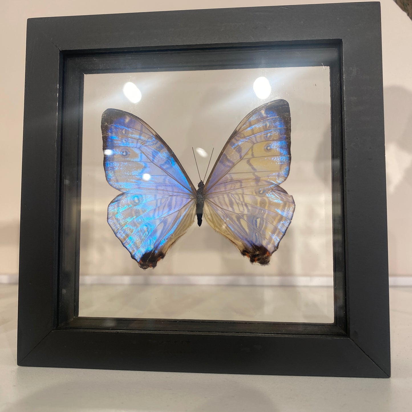 Iridescent Morpho Butterfly, Framed, Morpho Sulkowski