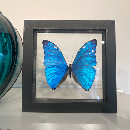 Blue Morpho Butterfly, Framed, Morpho Marcus Adonis