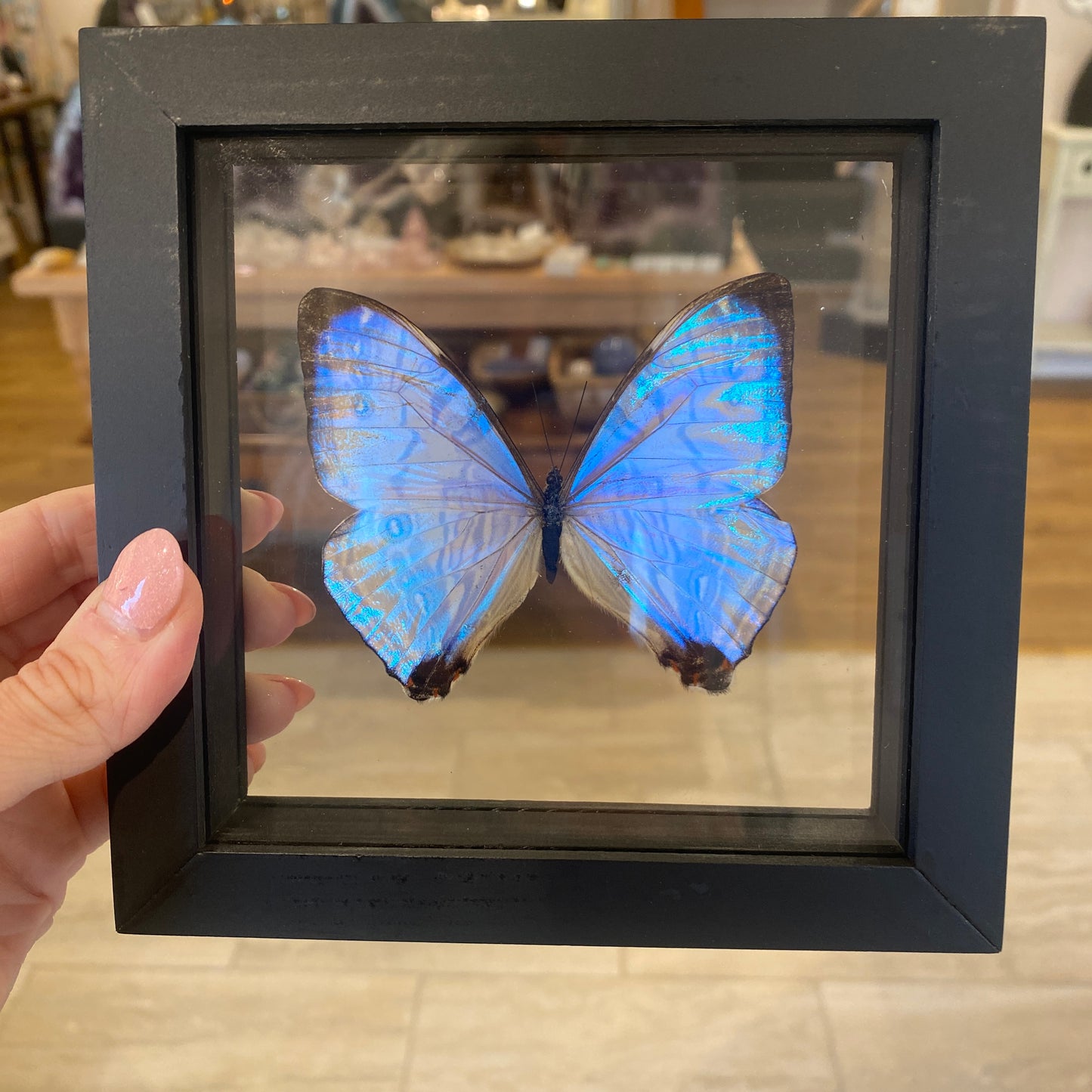 Iridescent Morpho Butterfly, Framed, Morpho Sulkowski