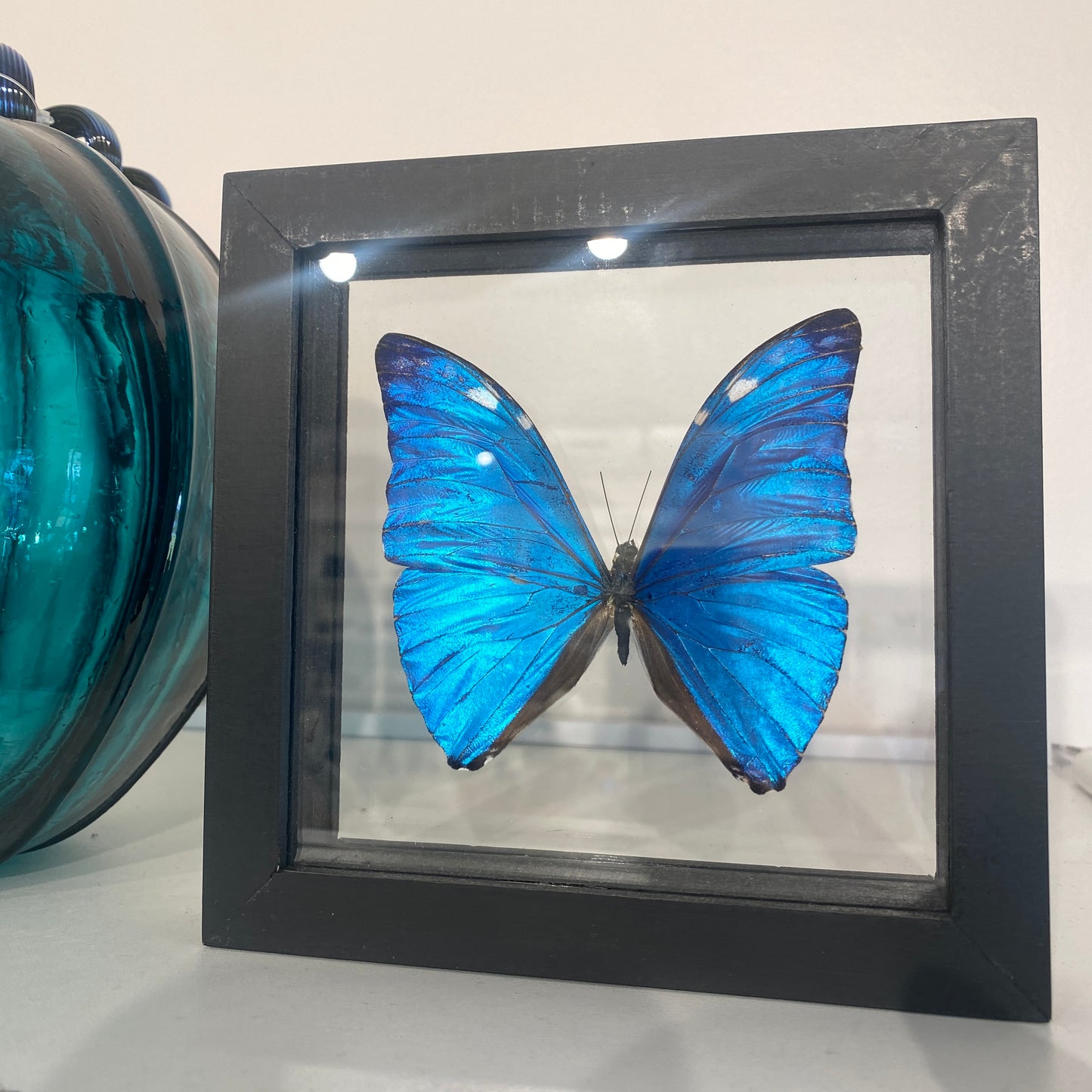 Blue Morpho Butterfly, Framed, Morpho Marcus Adonis