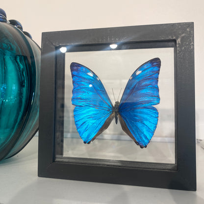 Blue Morpho Butterfly, Framed, Morpho Marcus Adonis