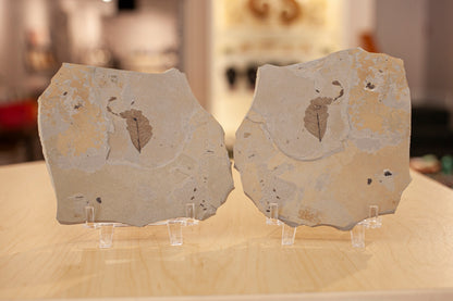 Fossil Leaf Pair from Green River Valley Formation