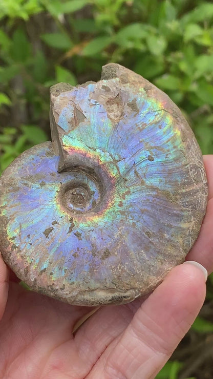Rainbow Ammonite Fossil