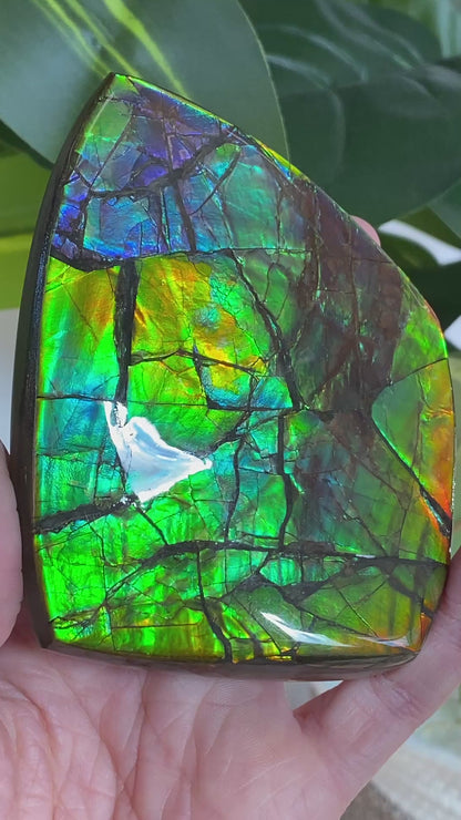 Rainbow Ammolite Fossil, AAA